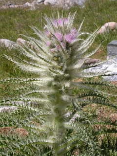 Cirsium scariosum Meadow Thistle
