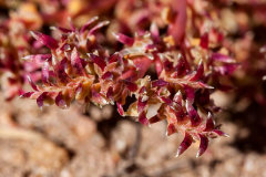 Cistanthe monandra Common Pussypaws Cistanthe monandra Common Pussypaws