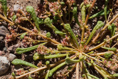 Cistanthe monandra Common Pussypaws Cistanthe monandra Common Pussypaws