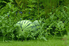 Citrullus lanatus Water Melon