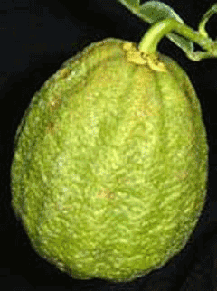 Citrus ichangensis Ichang Papeda