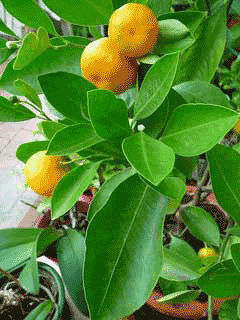 Citrus_reticulata Mandarin, Tangerine, Unshu orange, Satsuma Orange,Temple Orange, Tangerine