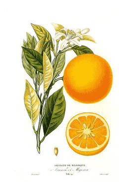 Citrus_sinensis Sweet Orange