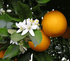Citrus sinensis Sweet Orange