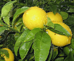 Citrus x meyeri Lemon