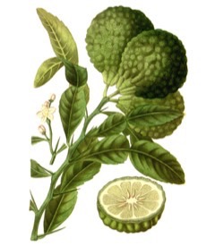 Citrus hystrix Kaffir Lime