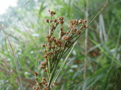 Cladium mariscus Saw Grass, Swamp sawgrass, Jamaica swamp sawgrass