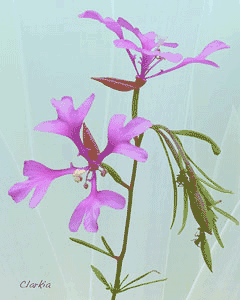 Clarkia pulchella Pinkfairies