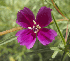 Clarkia purpurea Winecup clarkia