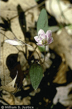 Claytonia caroliniana Broad-Leaved Spring Beauty,  Carolina springbeauty