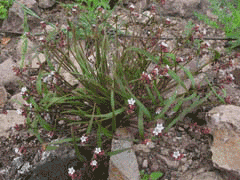 Claytonia exigua Pale Spring Beauty, Serpentine springbeauty
