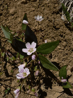 Claytonia lanceolata Lanceleaf Spring Beauty, Idaho springbeauty,  Pacific springbeauty,  Peirson