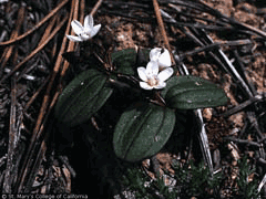 Claytonia umbellata Great Basin Spring Beauty