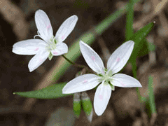 Claytonia virginica Spring Beauty, Virginia springbeauty, Hammond