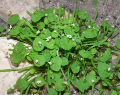 Claytonia parviflora ssp. parviflora Indian Lettuce
