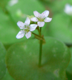 Claytonia parviflora ssp. parviflora Indian Lettuce
