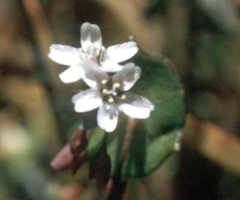 Claytonia perfoliata ssp. perfoliata Miner’s lettuce