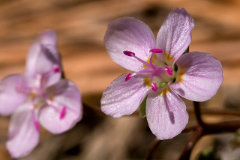 Claytonia rosea Rosy Springbeauty