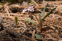 Claytonia rosea Rosy Springbeauty