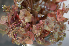 Claytonia rubra Redstem Springbeauty