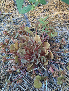 Claytonia rubra Redstem Springbeauty