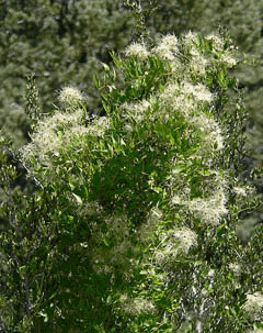 Clematis ligusticifolia White Clematis,  Western white clematis,  California clematis,
