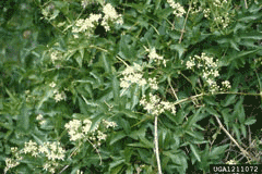 Clematis ligusticifolia White Clematis,  Western white clematis,  California clematis,