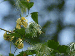 Clematis serratifolia 