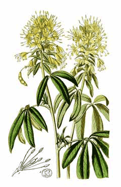Cleome lutea Yellow Spiderflower,  	Jones spiderflower