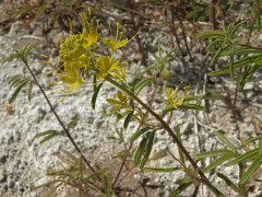 Cleomella plocasperma Twisted cleomella