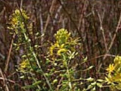 Cleomella plocasperma Twisted cleomella