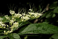 Clerodendrum cyrtophyllum 
