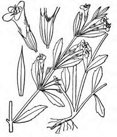 Clinopodium glabellum Glade calamint