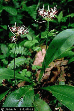 Clintonia umbellulata Speckled Wood Lily, White clintonia