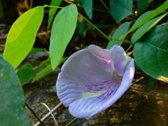 Clitoria mariana Atlantic Pigeonwings, Butterfly Pea
