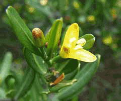 Cneorum tricoccon Spurge Olive