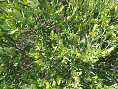 Cneorum tricoccon Spurge Olive