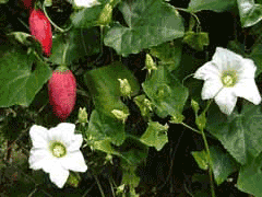 Coccinia grandis Ivy Gourd