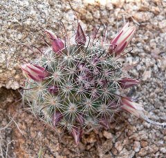 Cochemiea dioica Strawberry cactus Cochemiea dioica Strawberry cactus