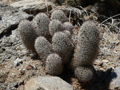 Cochemiea dioica Strawberry cactus Cochemiea dioica Strawberry cactus