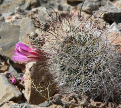 Cochemiea tetrancistra Common Fishhook Cactus Cochemiea tetrancistra Common Fishhook Cactus