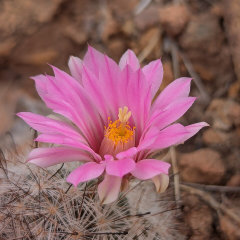Cochemiea tetrancistra Common Fishhook Cactus Cochemiea tetrancistra Common Fishhook Cactus