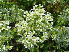 Cochlearia officinalis Scurvy Grass, Spoonwort