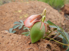 Cochlospermum palmatifidum Arizona Yellowshow