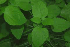 Codonopsis pilosula Dang Shen, Bellflower