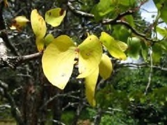 Colophospermum mopane Rhodesian ironwood, Rhodesian mahogany