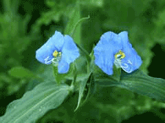 Commelina erecta Slender Day-Flower, Whitemouth dayflower