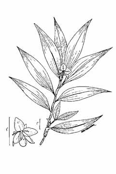 Commelina virginica Virginia Day-Flower