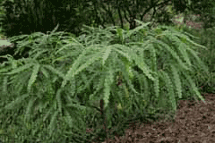 Comptonia peregrina Sweet Fern