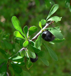 Condalia globosa Bitter Snakewood